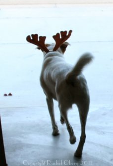 brandoantlers2008-1