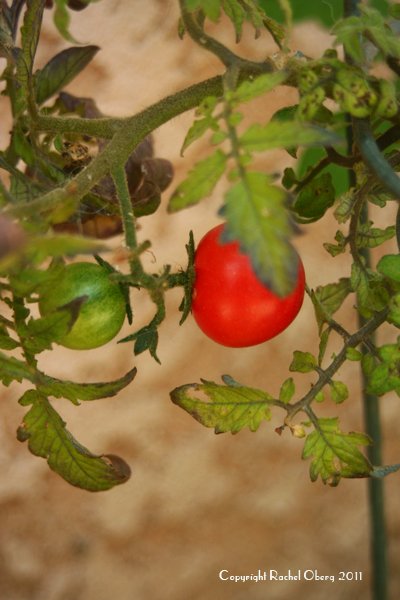 img_3500tomato